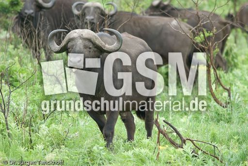 Afrikanischer Büffel (40 von 102).jpg